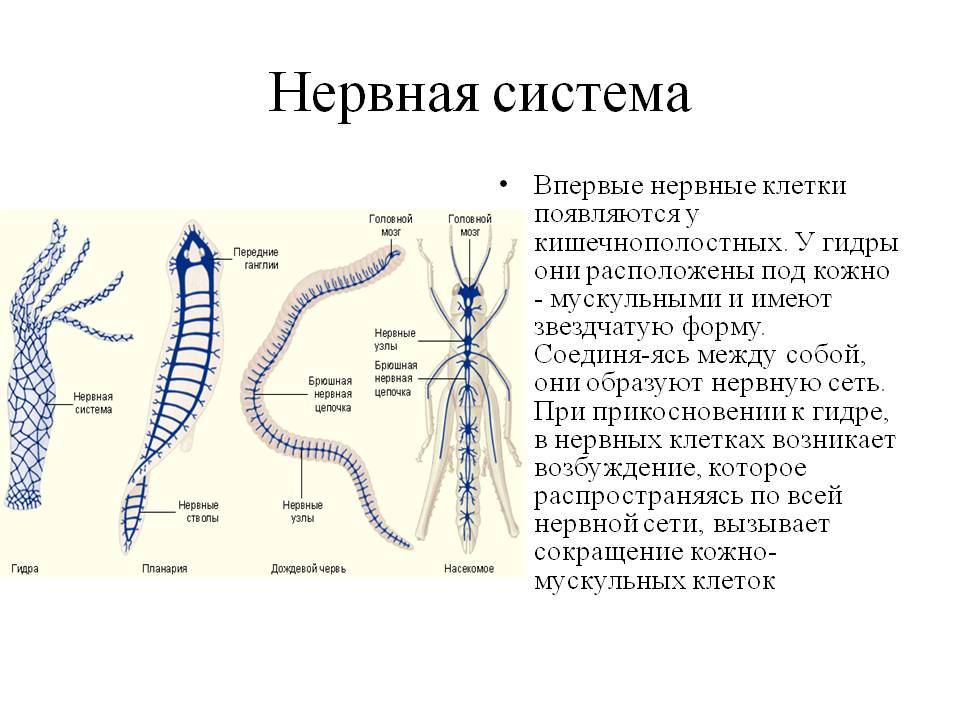 Kraken market ссылка тор